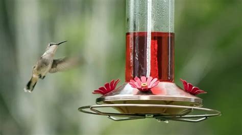 leaking hummingbird feeder|How to Fix and Prevent Hummingbird Feeder Leak